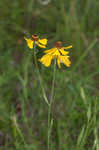 Oldfield sneezeweed